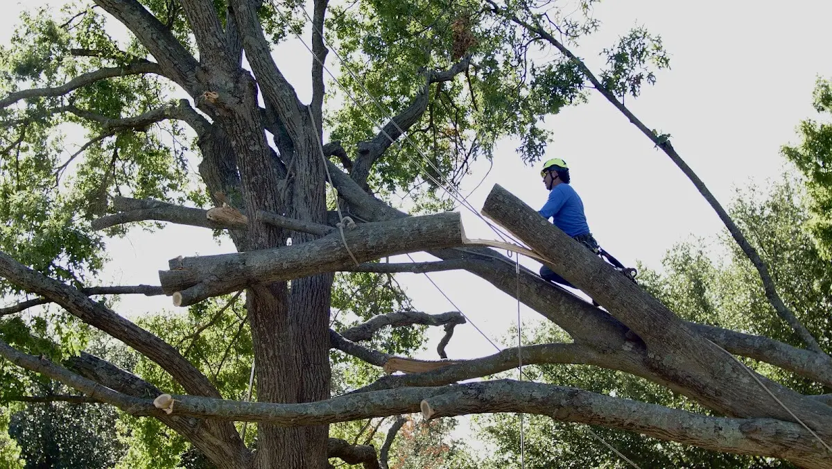 Professional Crown Thinning performed by certified arborists in Middle Brook